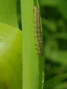 Fall armyworm on corn in Viet Nam.